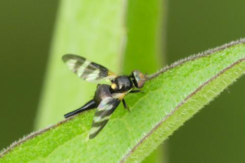 Réf. 231 512 : Urophora quadrifasciata